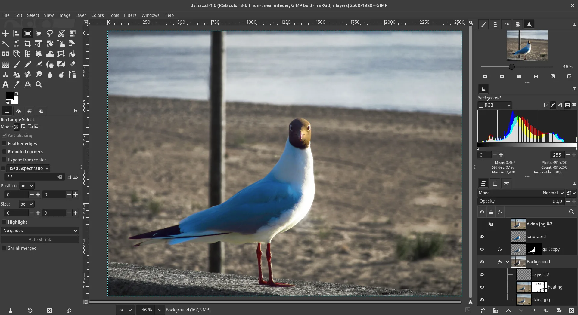 GIMP editing a photograph of a gull, with image tools and layers visible.